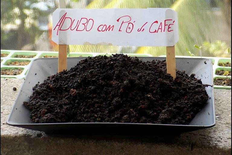 Dica De Adubo Caseiro P De Caf Coado Que Vai Fazer Suas Plantas