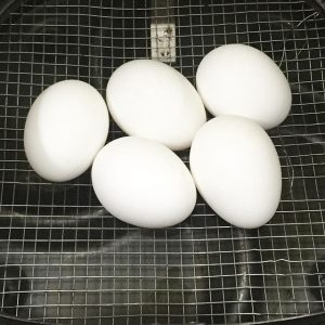 como-fazer-ovos-cozidos-na-airfryer