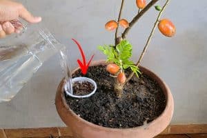 como cultivar planta em vaso