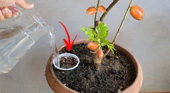 Como Cultivar Planta Em Vaso