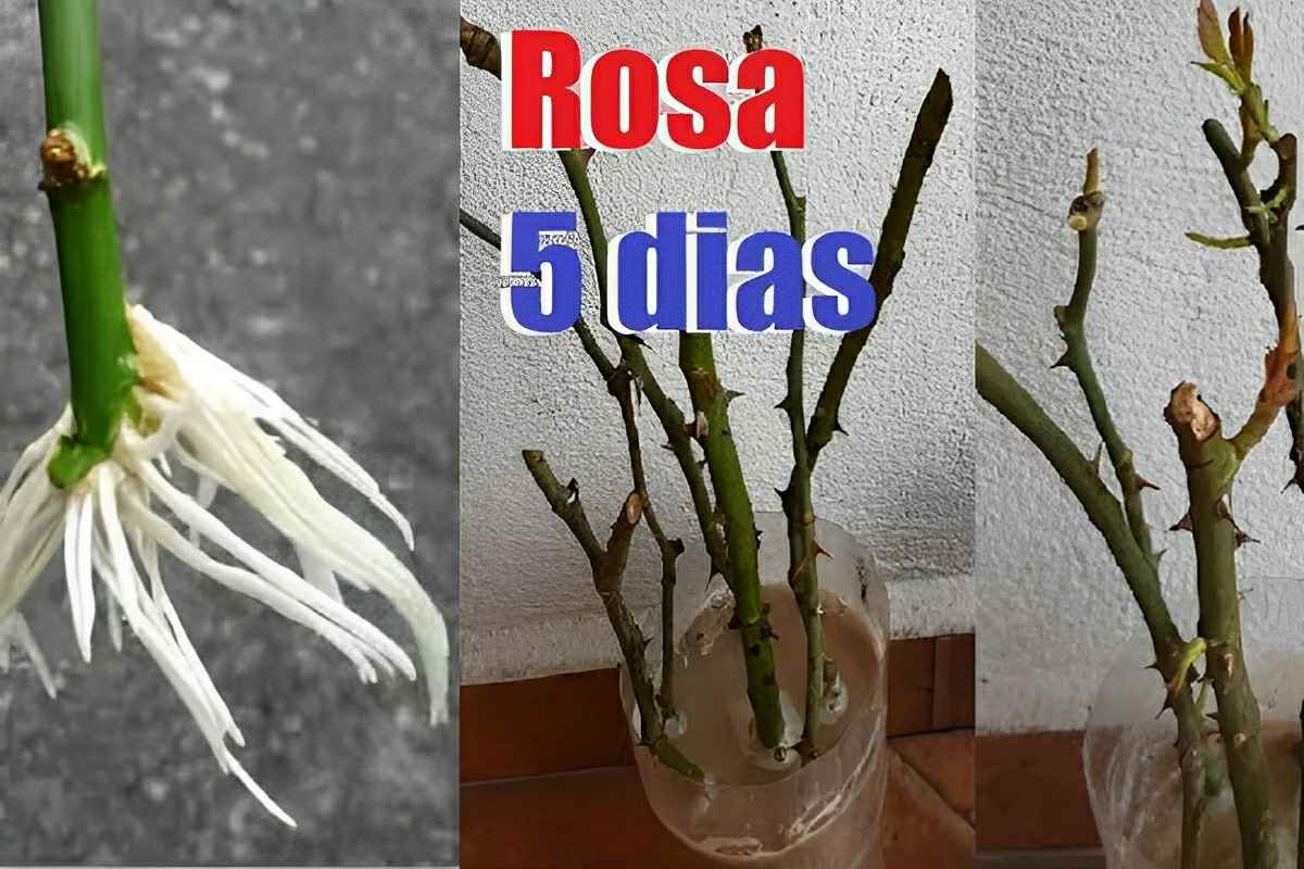 Como fazer muda de rosa de um jeito bem fácil e multiplicar as rosas do ...