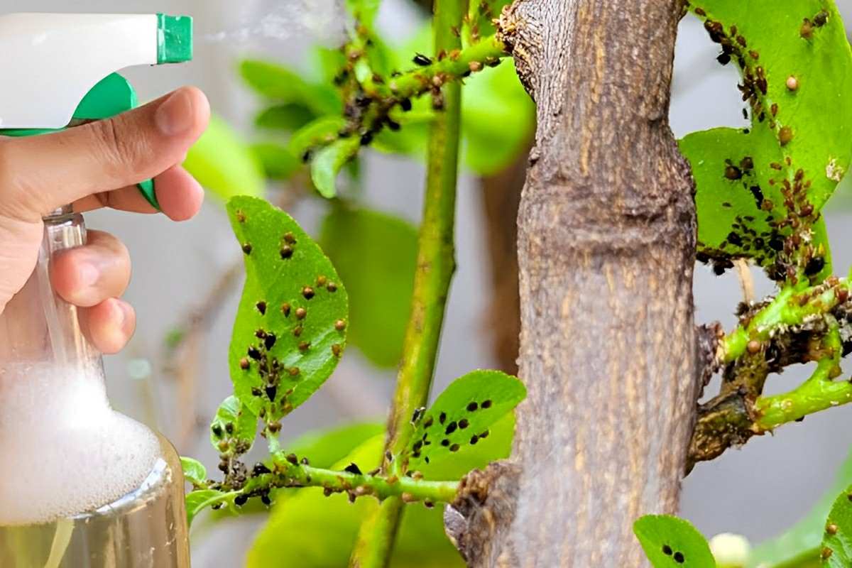 Dica preciosa para você aprender como matar pragas das suas plantas e ...
