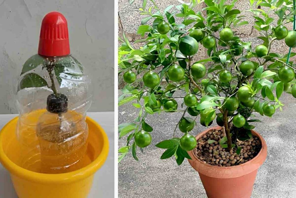 Como Plantar Limão No Vaso