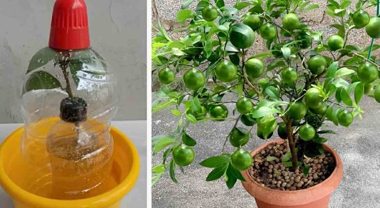 Como Plantar Limão No Vaso