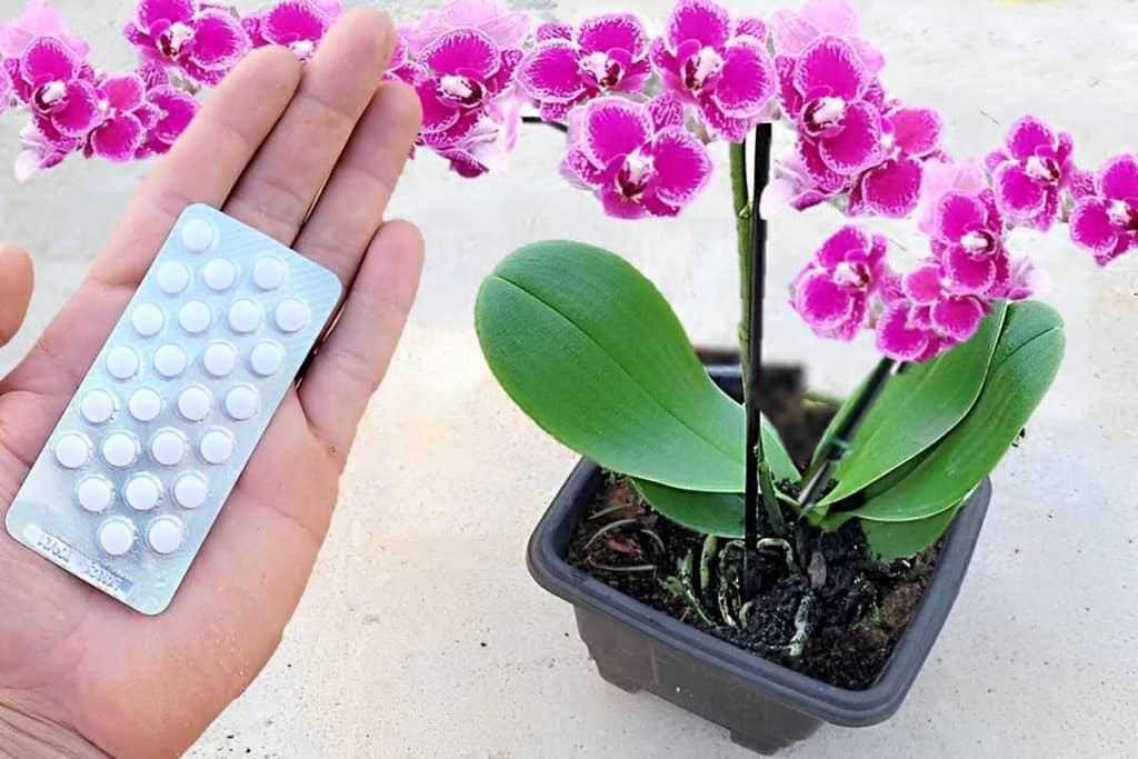 Dica Para Cultivar Orquídeas