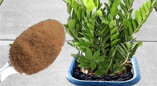 Dica Para Fazer Plantas Crescerem