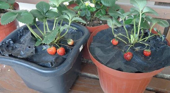 Como Cultivar Morango Em Vasos