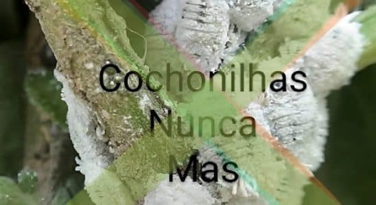 Como Eliminar Cochonilhas