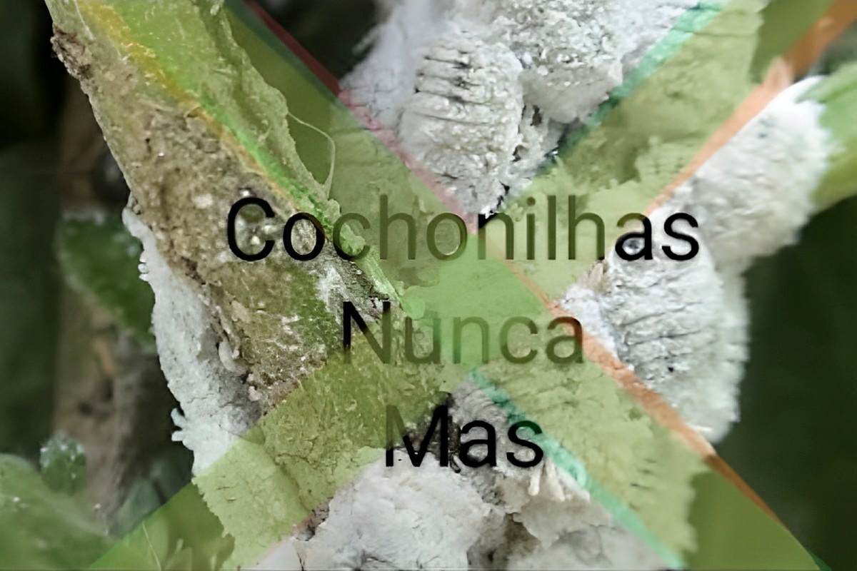Insecitida caseiro: aprenda como eliminar cochonilhas das suas plantas ...