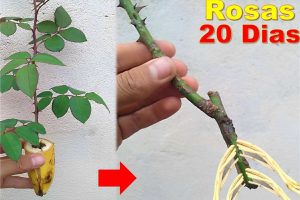 como fazer muda de rosas