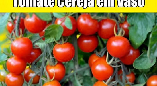 Tomate Cereja Em Vaso