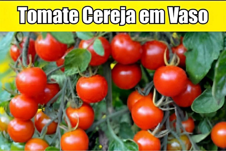 Plante Hoje Mesmo Tomate Cereja Em Vaso Veja Só Como é Fácil De Fazer 5200